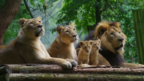 Alternate method to monitor lion population looks at whiskers, body marks to identify animals