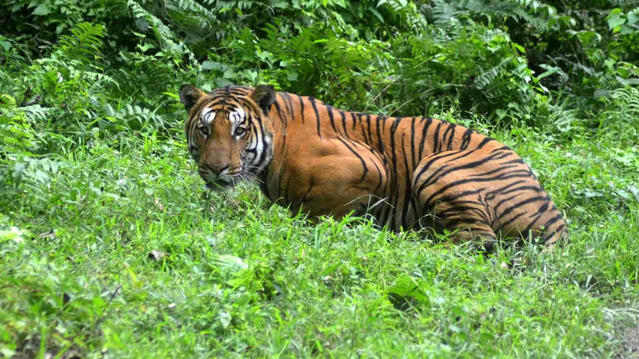 Tiger On Prowl Leaves Villagers Living Near Kaziranga National Park ...