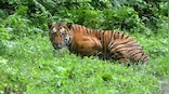 Environment Minister Bhupender Yadav undertakes virtual tiger rallies across 51 reserves for Wildlife Week