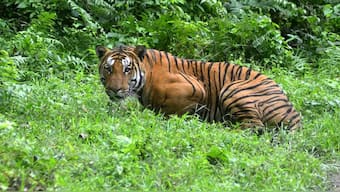 Environment Minister Bhupender Yadav undertakes virtual tiger rallies across 51 reserves for Wildlife Week