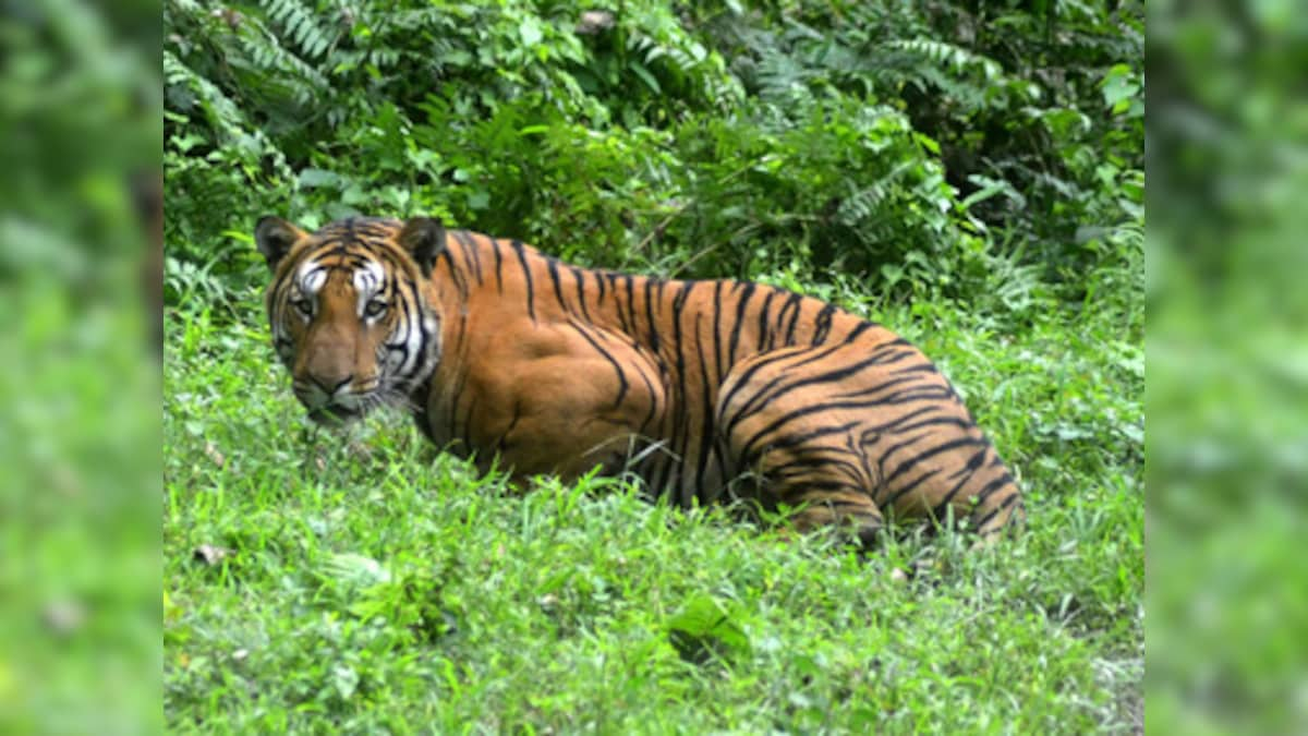 Tiger on prowl leaves villagers living near Kaziranga National Park scared for life, worried about livestock; forest officials yet to trap feline