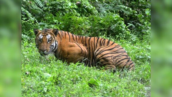 Tiger on prowl leaves villagers living near Kaziranga National Park scared for life, worried about livestock; forest officials yet to trap feline