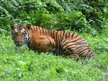 Tiger on prowl leaves villagers living near Kaziranga National Park scared for life, worried about livestock; forest officials yet to trap feline Tiger on prowl leaves villagers living near Kaziranga National Park scared for life, worried about livestock; forest officials yet to trap feline