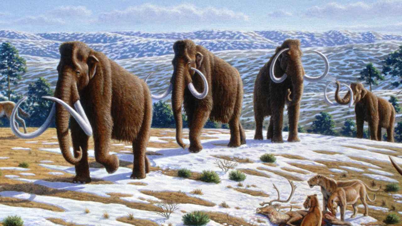 Most woolly mammoths went extinct roughly 10,000 years ago amid a warming climate and widespread human hunting. Image credit: Wikipedia 