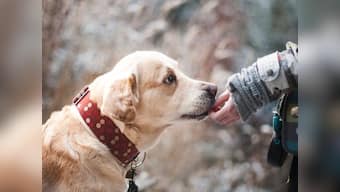 Are pets good for your health?