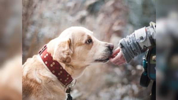 Are pets good for your health?