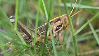 Experts tell Pakistan to use pesticides instead of ducks from China to deal with locusts