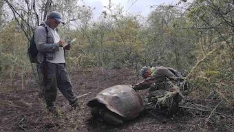 Group of tortoises found on Galapagos Islands are closely related to two extinct species