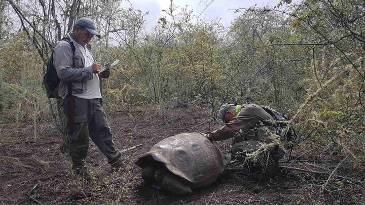 Group of tortoises found on Galapagos Islands are closely related to two extinct species