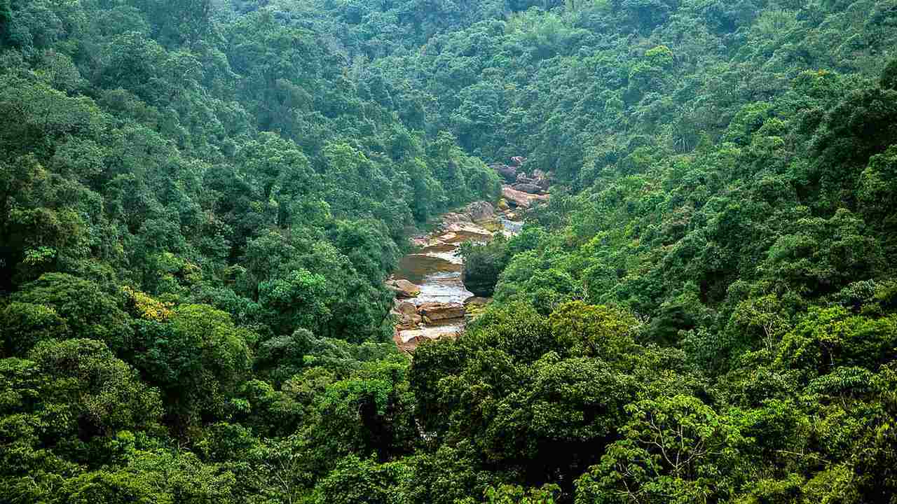 India's forest cover increasing but lower than forest policy target of