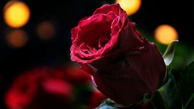 Valentine's Week 2020: Here's how to find and send Rose Day-themed WhatsApp stickers