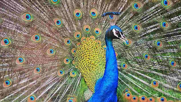 Indian bird population declines by 79 percent; peafowls number increasing: Report