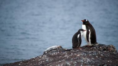 Confirmation for Antarctica's record high temperatures will take months says WMO