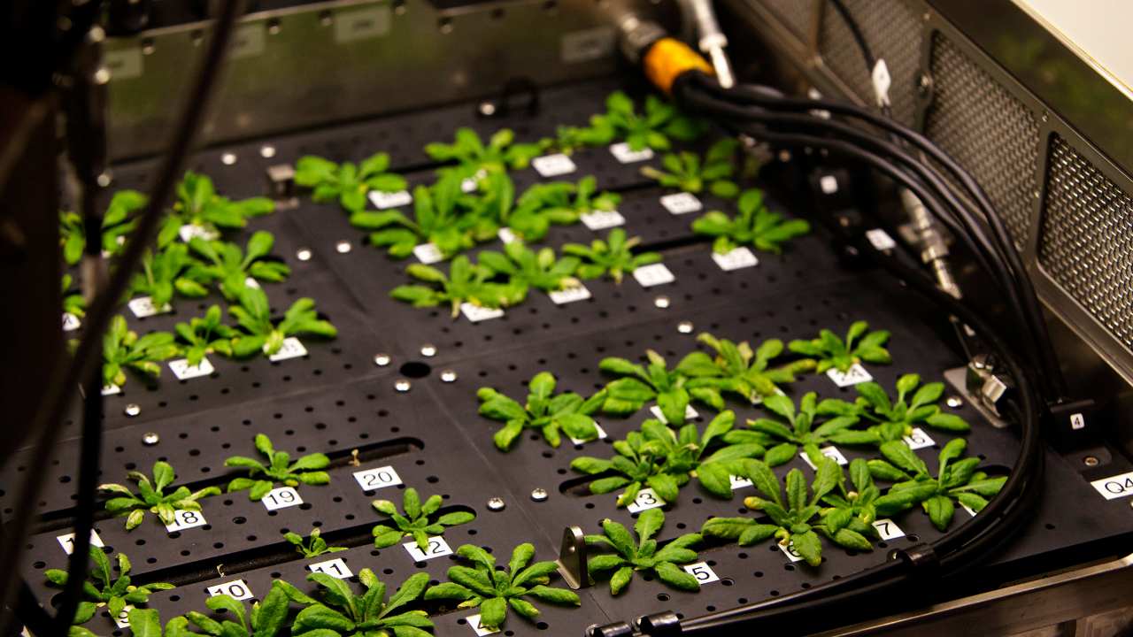 Arabidopsis thaliana plants are seen inside the growth chamber of the Advanced Plant Habitat (APH) Flight. Image credit: Flickr