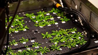 Scientists find plants use hormone called jasmonic acid to fight fungi, insect attacks