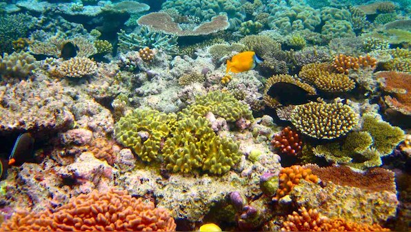 Corals of Great Barrier Reef to face a period of heat-induced mass coral bleaching