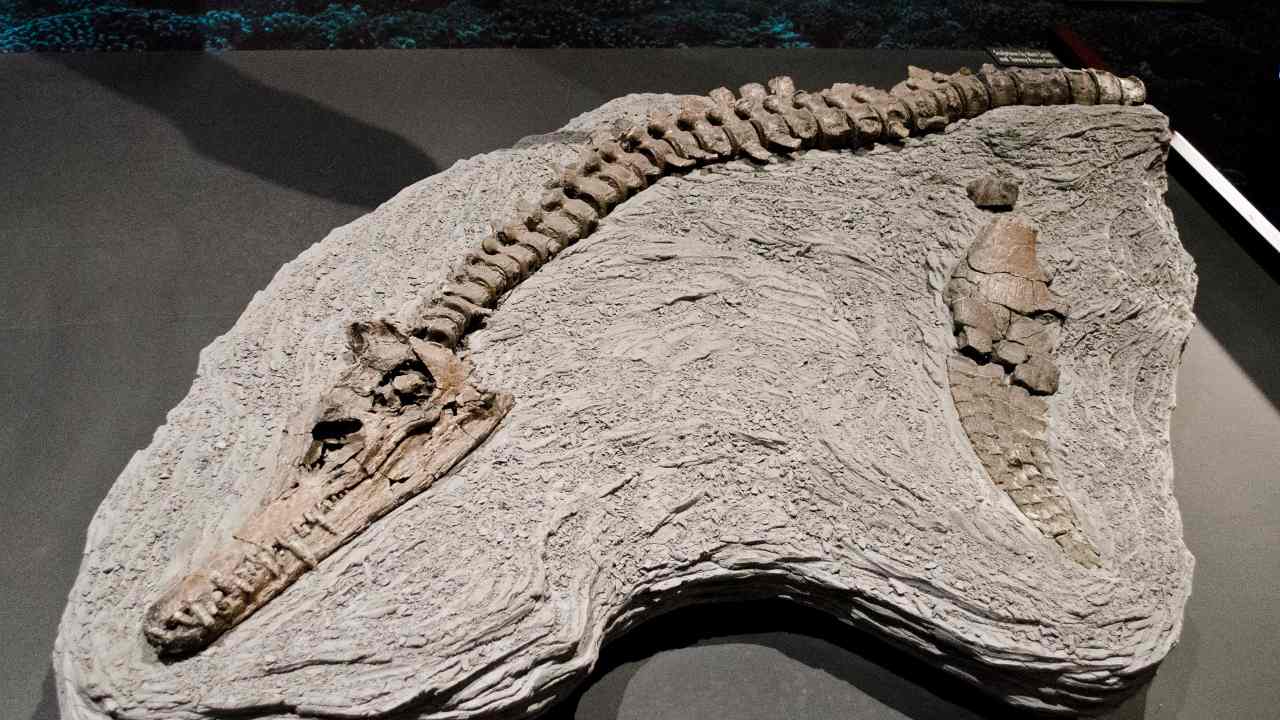 Scientists studied the fossils from South Africa and Australia and found a lag between the extinction events on land and in the oceans. Image credit: Flickr/Tim Evanson
