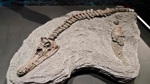Mass extinction that killed 70 percent of Earth's animals might've taken place in a different time period