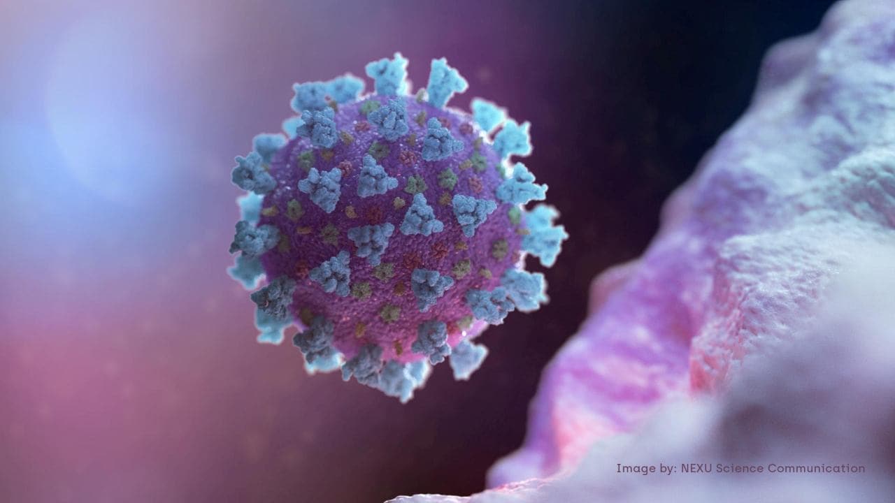 An illustration of the novel SARS-CoV2 virus. Image: Nexu Science Communication/Trinity College