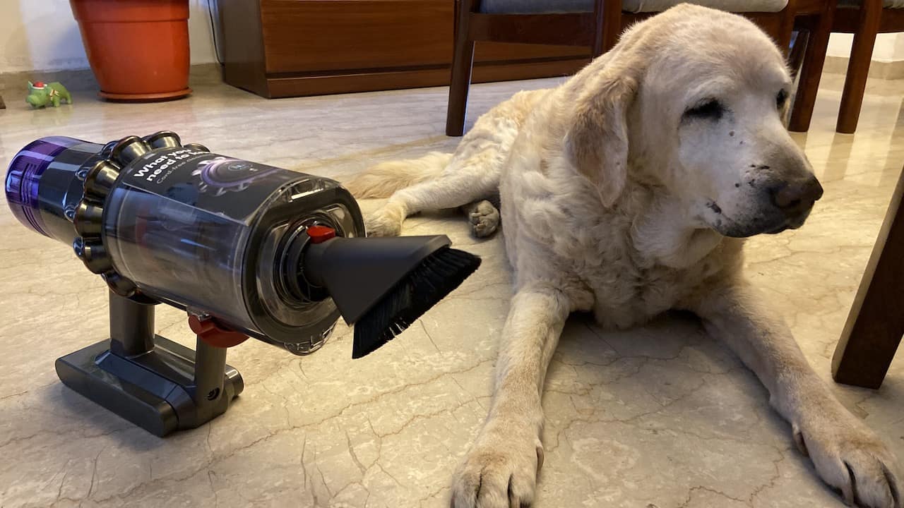 Molly caught making hateful expressions for the Dyson V11 Pro Absolute. Image: tech2