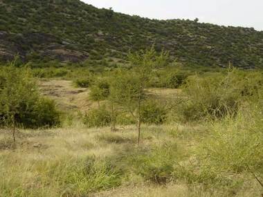 India's 40% environment-related crimes reported from Rajasthan in 2014-16, violation of Forest Conservation Act tops chart: CAG India's 40% environment-related crimes reported from Rajasthan in 2014-16, violation of Forest Conservation Act tops chart: CAG