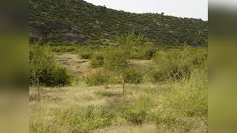 India's 40% environment-related crimes reported from Rajasthan in 2014-16, violation of Forest Conservation Act tops chart: CAG