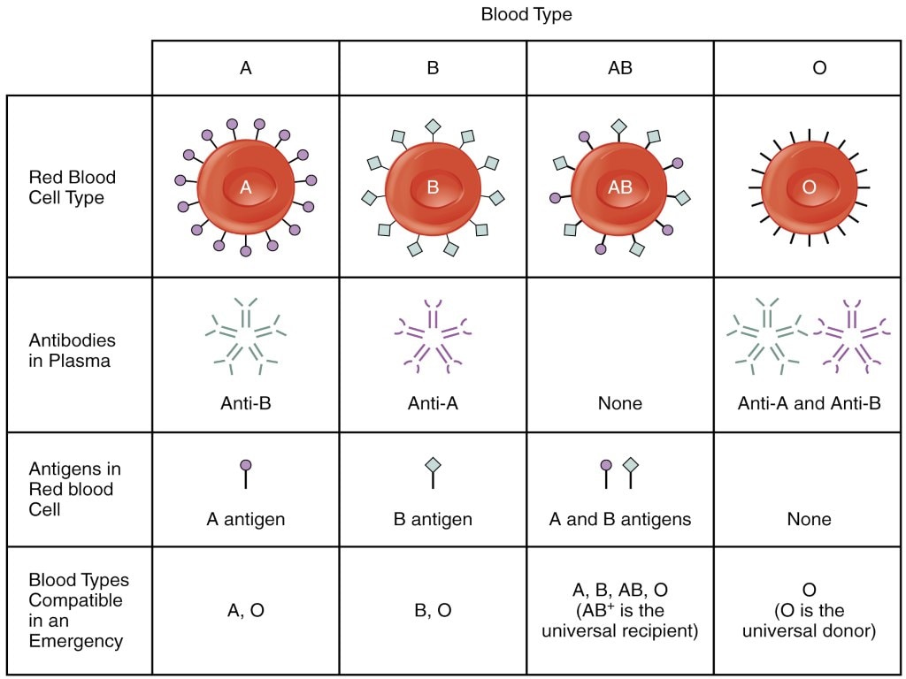 The four ABO blood groups and different antibodies that are produced in the different blood types. Image: Wikimedia Commons 
