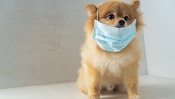 Hong Kong dog causes panic – but here's why you needn't worry about pets spreading COVID-19