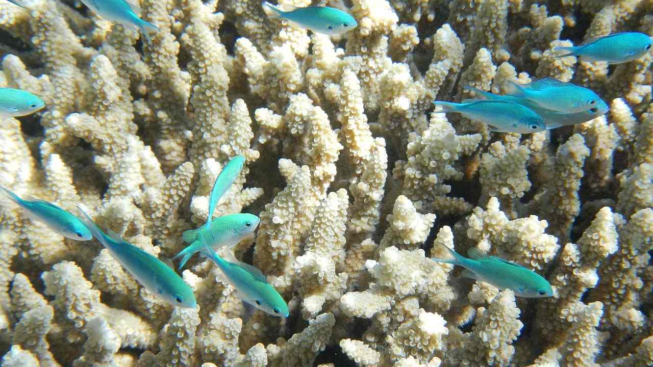The Great Barrier Reef Marine Park Authority last year downgraded its outlook for the corals’ condition from “poor” to “very poor” due to warming oceans.