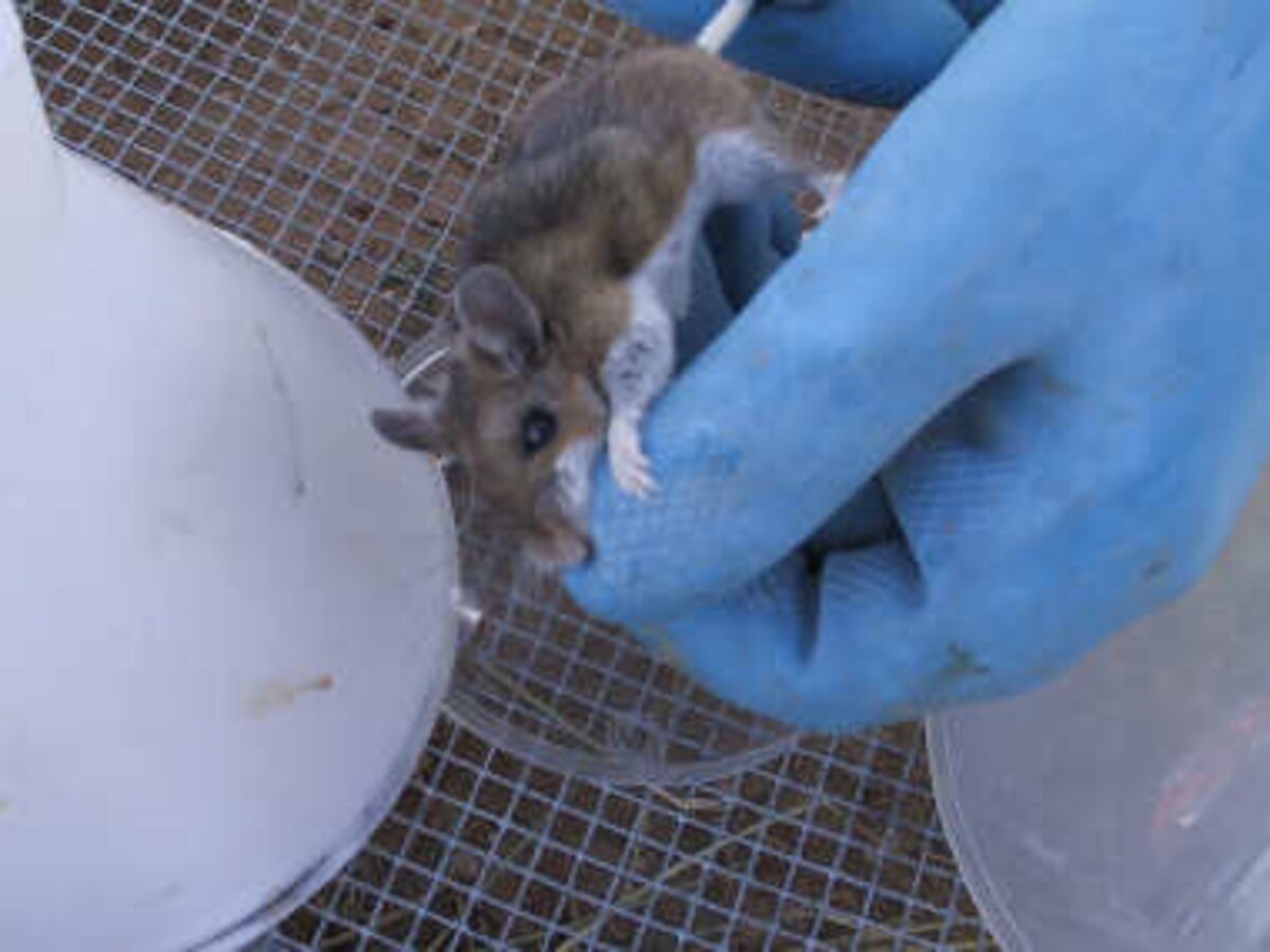 European hamster, All Species Wiki