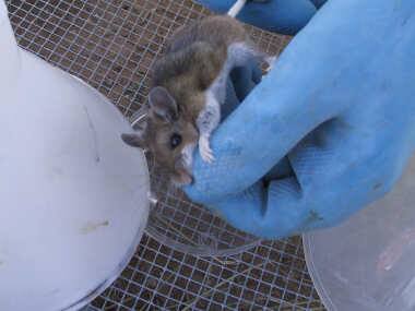 Unlike coronavirus, hantaviruses transmit mostly through urine, feces and saliva of rodents; virus first came to light in 1950s