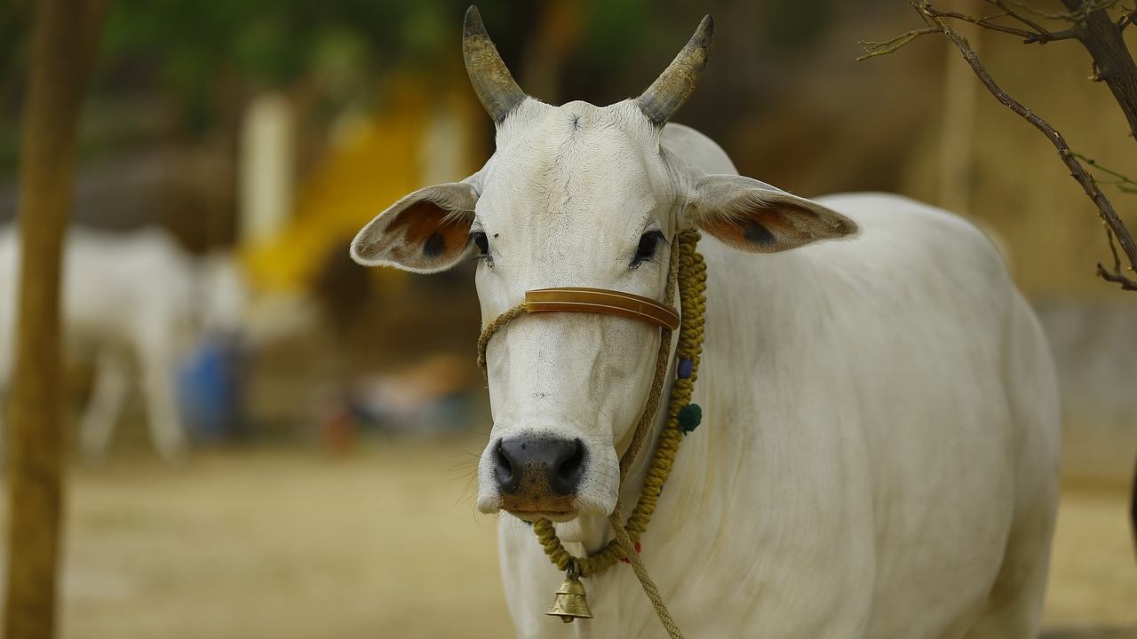Novel coronavirus can be cured with gaumutra, gobar claims Assam BJP MLA Suman Haripriya Novel coronavirus can be cured with gaumutra, gobar claims Assam BJP MLA Suman Haripriya