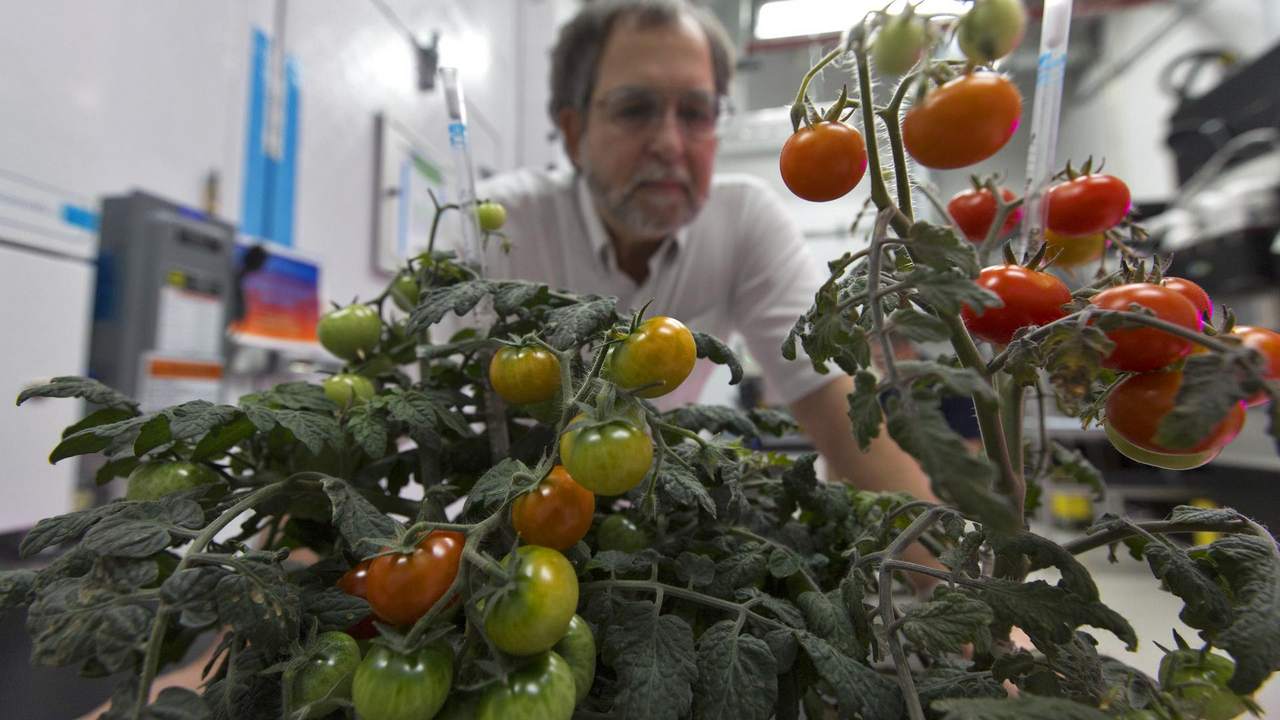 The tomato plants are growing in the Veggie Passive Orbital Nutrient Delivery System (PONDS). Image credit: NASA