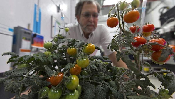 Adidas shoes, Bartolomeo, plants in space: Experiments astronauts are doing on ISS