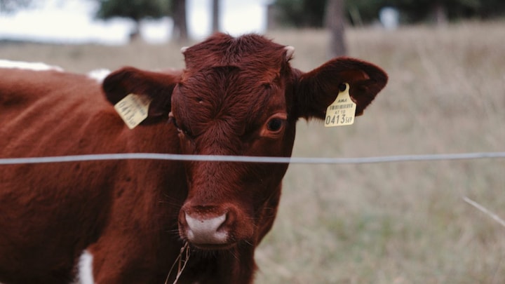 No harm in consuming cow urine, I consume it myself, will do so again: West Bengal BJP chief