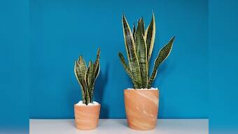 International Women’s Day Part 8: Six healthy gifts for the women in your lives