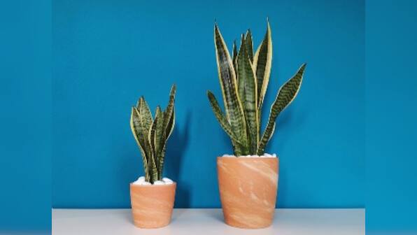 International Women’s Day Part 8: Six healthy gifts for the women in your lives