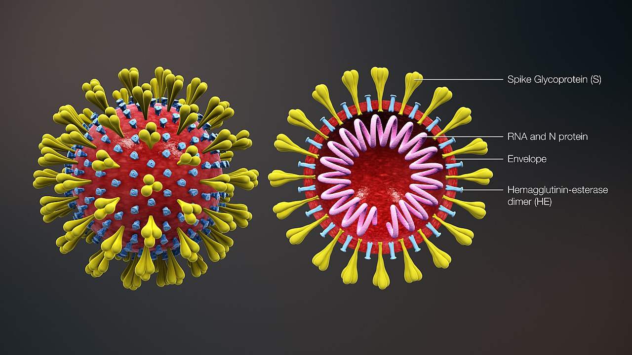 The structure and cross-sectional view of Human Coronavirus. It shows depicting the shape of coronavirus as well as the cross-sectional view. Image shows the major elements including the Spike S protein, HE protein, viral envelope, and helical RNA. Image credit: Wikipedia