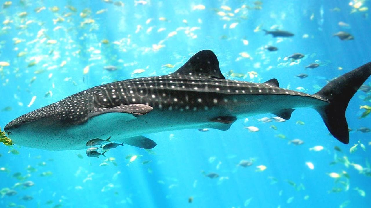 Scientists can calculate a whale shark’s age after its death - one vertebrae ring equals one year. Image credit: Wikipedia 