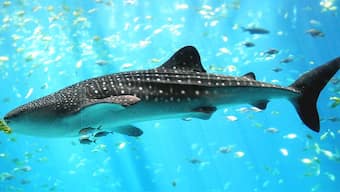 Testing a shark's vertebrae for carbon-14 levels, found in atomic bombs, scientists can calculate its age