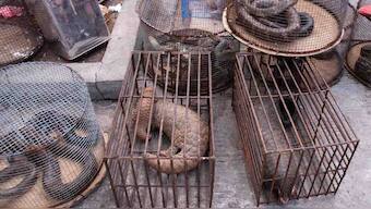 Unregulated markets selling wildlife illegally should be shutdown, in South East Asia, in order to mitigate spread of diseases