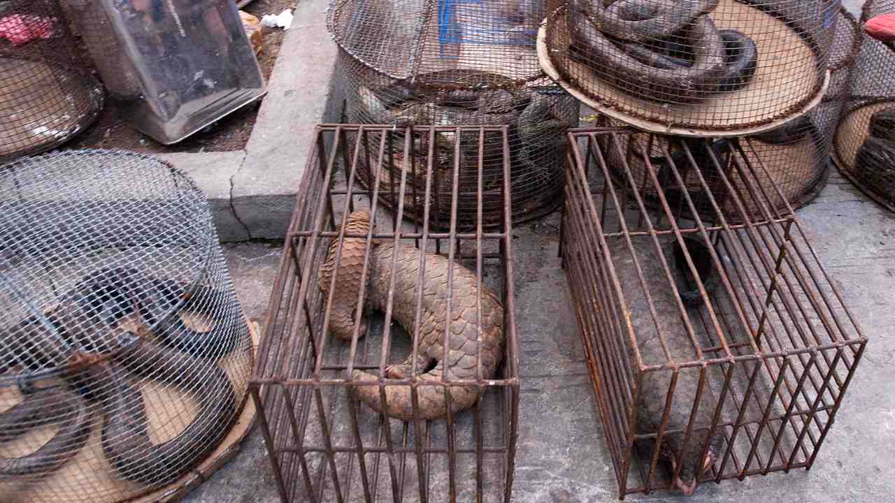 Unregulated markets selling wildlife illegally should be shutdown, in South East Asia, in order to mitigate spread of diseases Unregulated markets selling wildlife illegally should be shutdown, in South East Asia, in order to mitigate spread of diseases