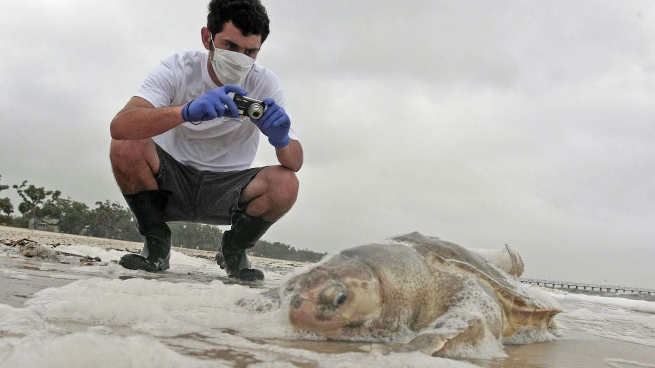  Institute of Marine Mammal Sciences researcher Justin Main takes photographs of a dead sea turtle on the beach in Pass Christian, Miss. P Photo/Dave Martin, File)
