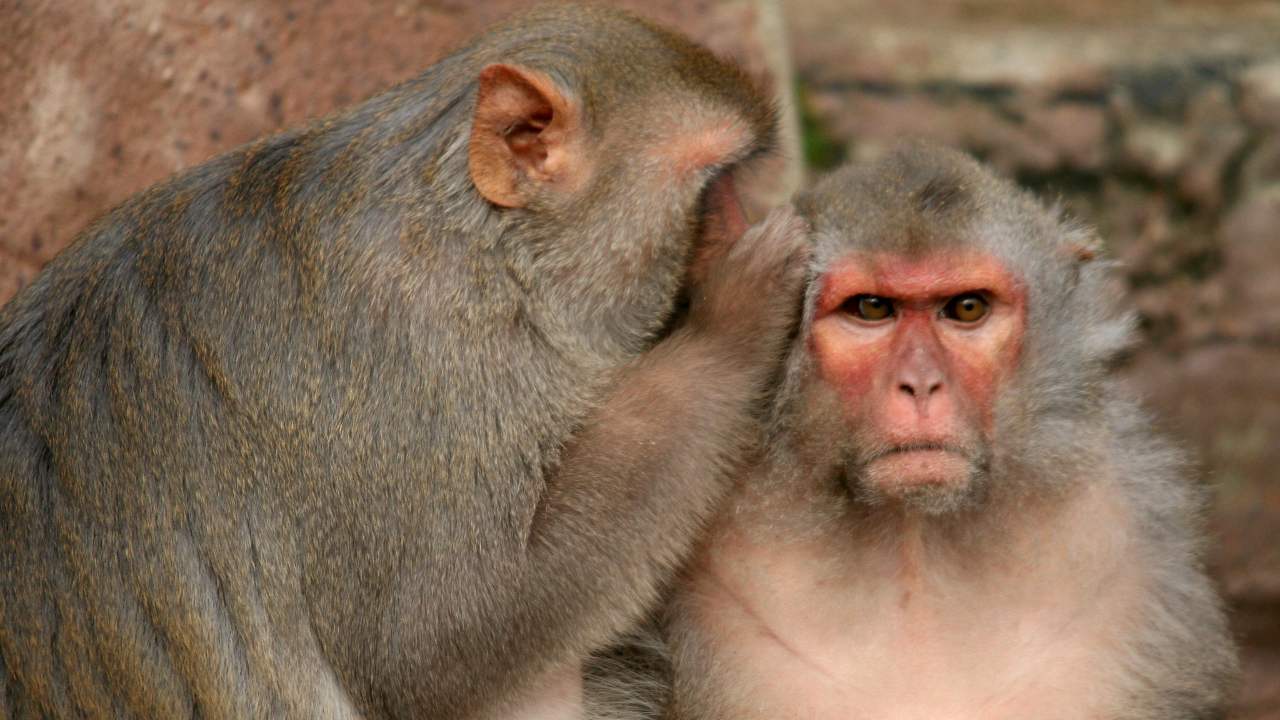 Six rhesus macaque monkeys with single doses of the Oxford vaccine and 28 days later they were a;; healthy. Image credit: Flickr/Jinterwas