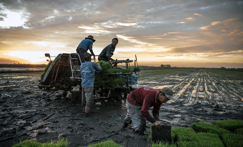 File image of workers preparing to plant rice seedlings on a farm in the Mekong River Delta near Hong Ngu, Vietnam. By Sergey Ponomarev © 2020 The New York Times