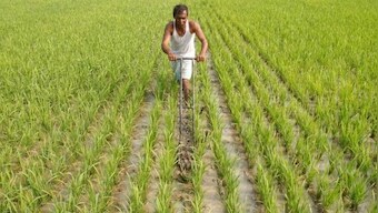 Finance Ministry credits govt, RBI for ‘green shoots of economic revival’ as agriculture, petroleum, electricity indicators pick up