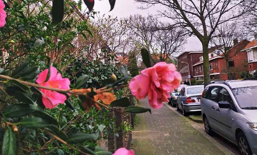Mini Dixit has been enjoying spring through her window. Image courtesy: Mini Dixit