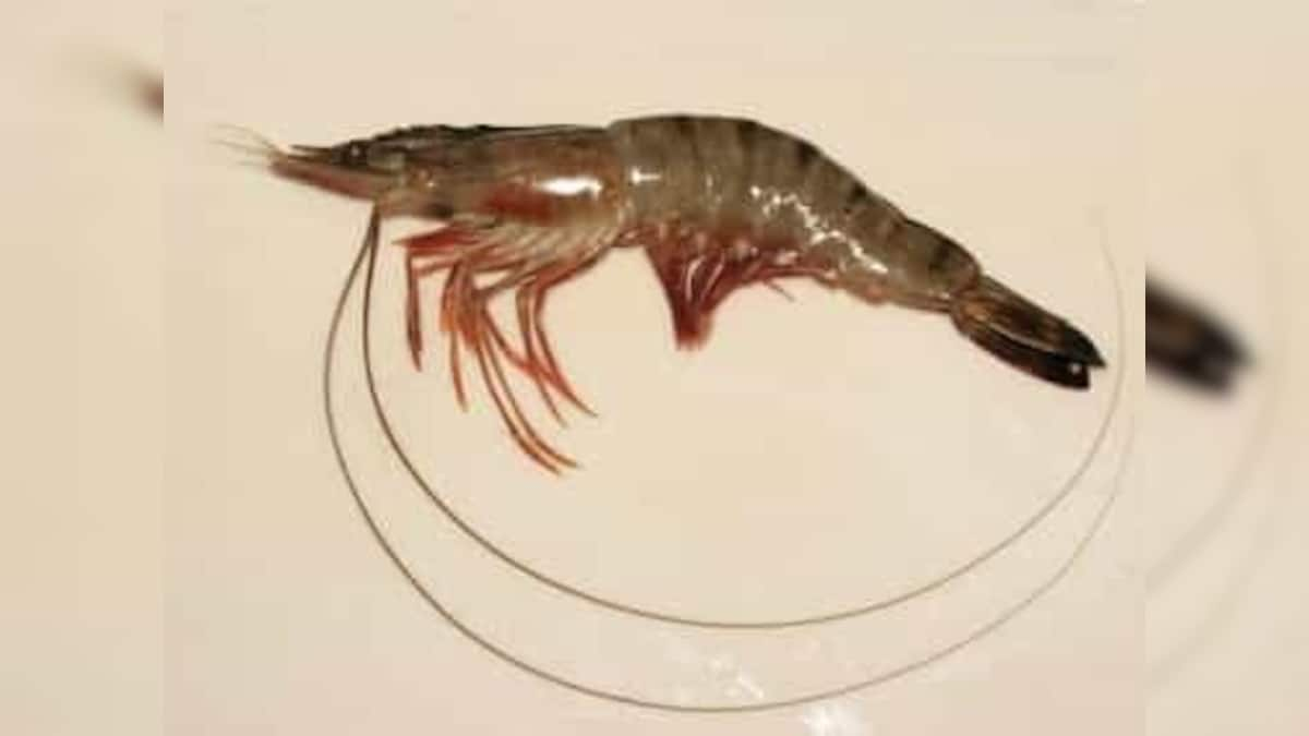 India may witness rise in seafood exports as Japan lifts inspection order for shrimp