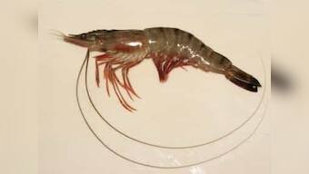 India may witness rise in seafood exports as Japan lifts inspection order for shrimp