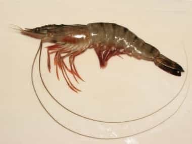 India may witness rise in seafood exports as Japan lifts inspection order for shrimp India may witness rise in seafood exports as Japan lifts inspection order for shrimp